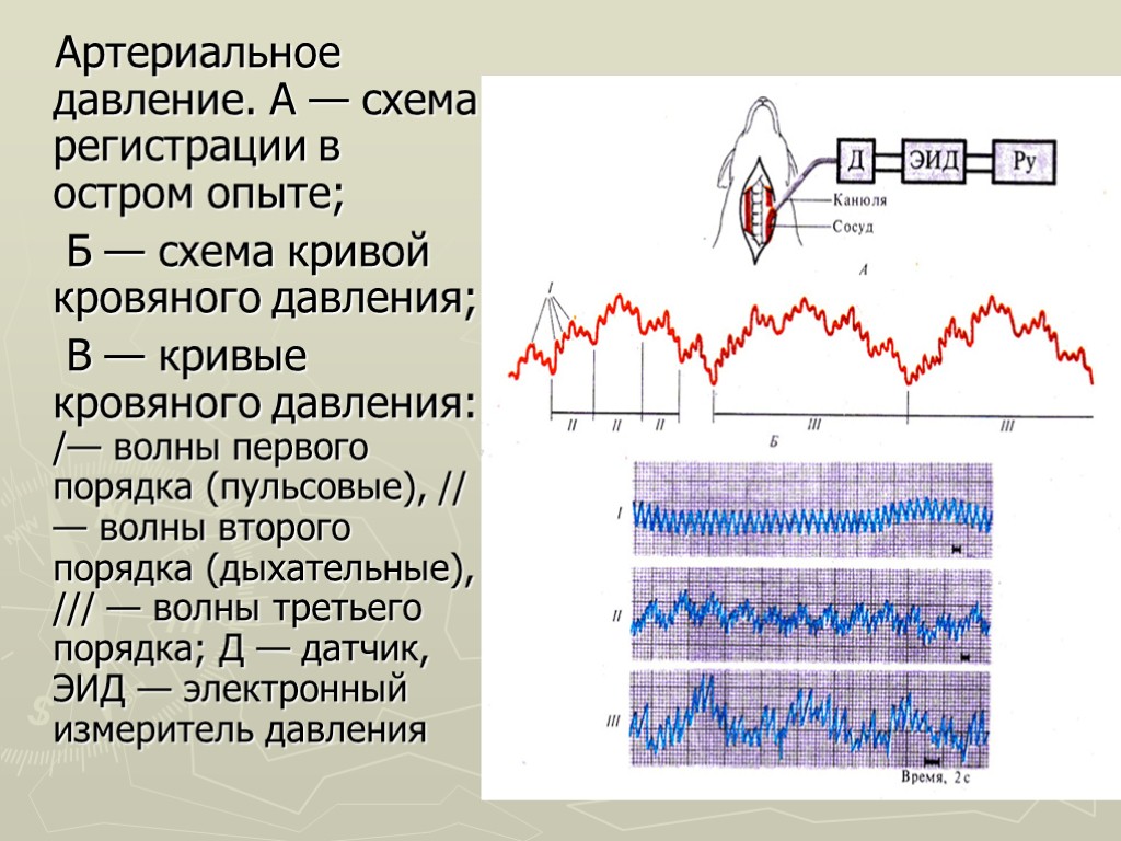 Артериальное давление. А — схема регистрации в остром опыте; Б — схема кривой кровяного